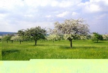 Vergers en Vosges du Nord