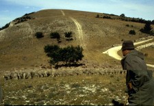 Pastoralisme sur le Grand Luberon. Crédit : PNR Luberon