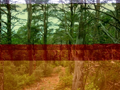 Forêt mâture au Ventoux. Crédit C. Cibien