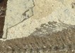 A geological nature reserve protecting a rich paleontological heritage_PNR Luberon