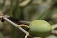 Olives AOC picholines_©SMGG/Gardon l'image