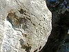 Rochers en forêt de Larchant_P.Fraile