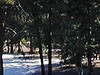Sables en forêt de Larchant_P.Fraile