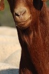 Bouc du Rove_©SMGG/Gardon l'image