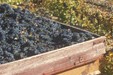 Harvest time in Pays d’Aigues, Vaucluse_PNR Luberon