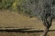 Agriculture_PNR Luberon