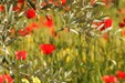 Champs d'oliviers_P.Aguilar - SMAEMV
