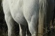 Horses of the Camargue, Saintes-Marie-de-la-Mer_OPUS SPECIES – PNR Camargue