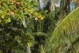 Séchage du coprah sur l’atoll de Kauehi_M.Verducci