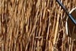 Sagne (reed harvesting)_Syndicat Mixte Camargue Gardoise