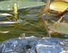 Tortue de Floride, une espèce introduite_RB Fontainebleau et Gâtinais