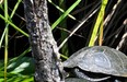 European Pond Turtle_N.ROBERT (PNR Corse)