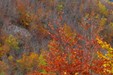 Forêt en automne_P.Aguilar - SMAEMV
