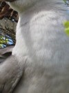 Fou à pieds rouges prise sur le motu aux oiseaux de l'atoll de Aratika_M.Verducci