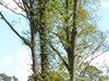 La Réserve de biosphère est un lieu de promenade très fréquenté des franciliens_RB Fontainebleau et Gâtinais