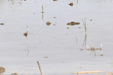 Water-filled rice fields_P.Daniel – PNR Camargue