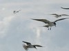 La sterne fuligineuse ou kaveka, Sterna fuscata. Atoll de Kauehi_M.Verducci