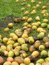 Appropriation artistique des espaces naturels_Parc national de Guadeloupe
