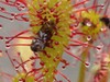 Le Drosera intermediaire, une plante insectivore_SYCOPARC
