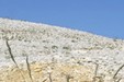 Le pavot du Groenland, en Provence_P.Aguilar - SMAEMV