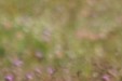 Marmottes_Christophe Amblard
