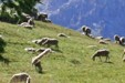 Patou et troupeau_Christophe Amblard