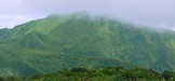 La savane aux ananas_Parc national de Guadeloupe
