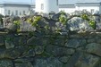 Phare du Créac'h et moutons d'Ouessant_PNR d’Armorique