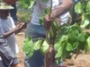 Une implication écocitoyenne pour résorber les points noirs et réhabiliter le littoral_Parc national de Guadeloupe