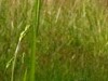 Reserve naturelle régionale des prairies du Schoubrouck_Conservatoire d'espace naturel du Nord et du Pas-de-Calais