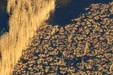 Reed bed partially used for sagne harvest_Syndicat Mixte Camargue Gardoise