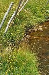 Ruisseau de montagne dans le Puy de Dôme_A. Bordes - EPIDOR