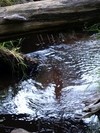 Ruisseaux forestiers sur grès, des oasis de naturalité_SYCOPARC