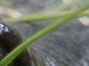 Salamandre Lanza_Primius Boldo