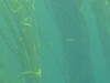 Une algue brune, Himanthalia elongata_Parc naturel marin d’Iroise
