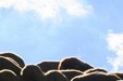 Troupeau de moutons_Christophe Amblard