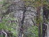 Une forêt ancienne du flanc nord_P.Aguilar - SMAEMV