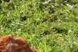 Vaches tarines_Christophe Amblard