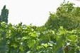 Vignes sur les rives de la Dordogne en Gironde (Libourne)_A. Bordes - EPIDOR